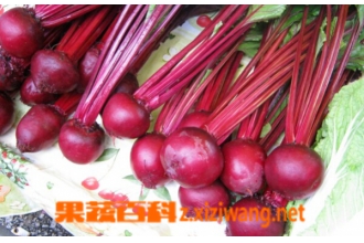 什么是红菜头 红菜头的功效和好处