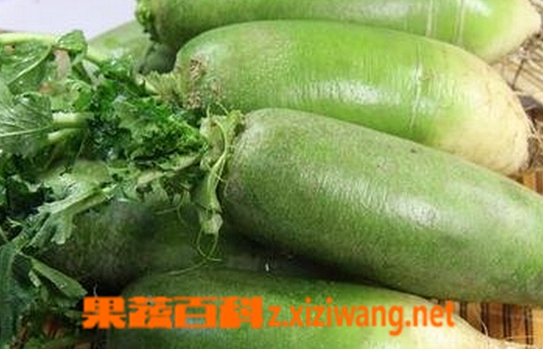 果蔬百科青皮萝卜