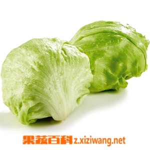果蔬百科球生菜