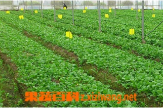 鸡毛菜是什么菜 鸡毛菜的种植方法技巧