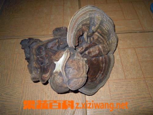 果蔬百科灵芝