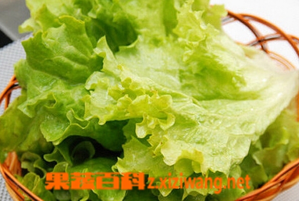 果蔬百科生菜
