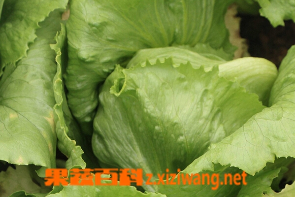 果蔬百科结球生菜