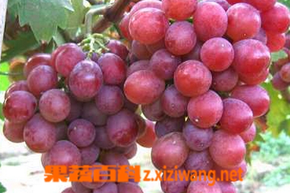 果蔬百科巨玫瑰