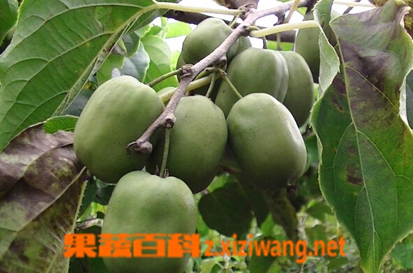 果蔬百科魁绿猕猴桃