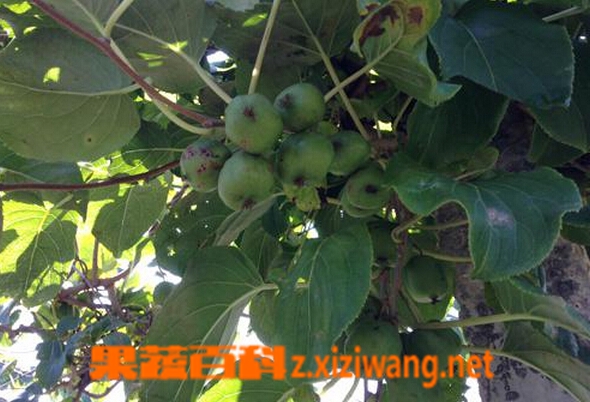 果蔬百科丰绿猕猴桃