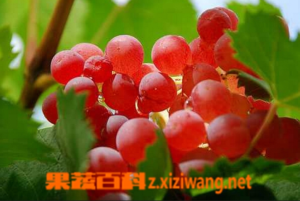 果蔬百科和田红葡萄