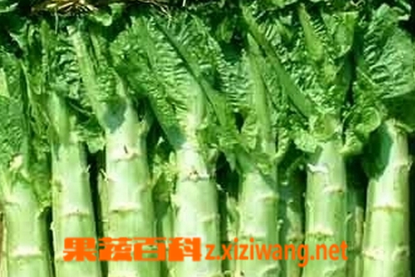 果蔬百科莴苣和莴笋