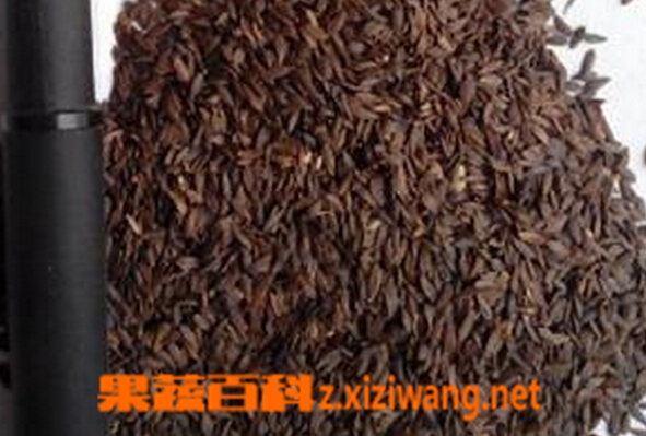 果蔬百科生菜子