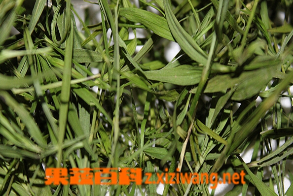 果蔬百科竹叶青茶