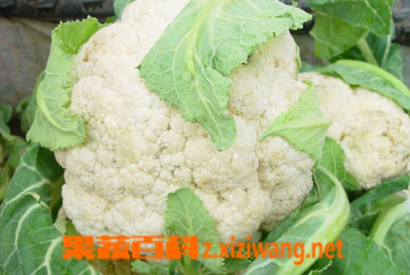 果蔬百科花菜