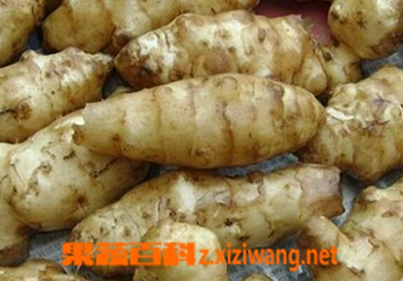 果蔬百科洋姜怎么储存