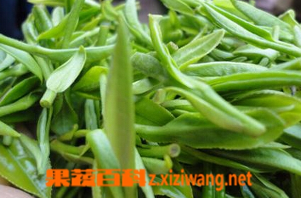 果蔬百科黄山毛峰
