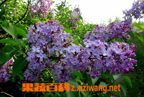 果蔬百科紫色的花