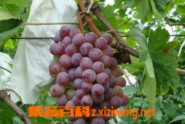 果蔬百科红提