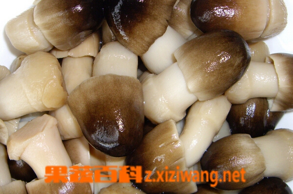 果蔬百科怀孕可以吃草菇吗