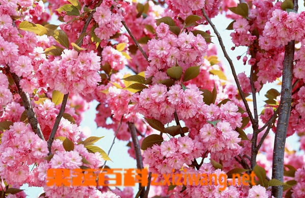 果蔬百科樱花的种类