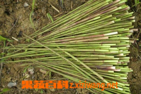 果蔬百科如何种植山竹