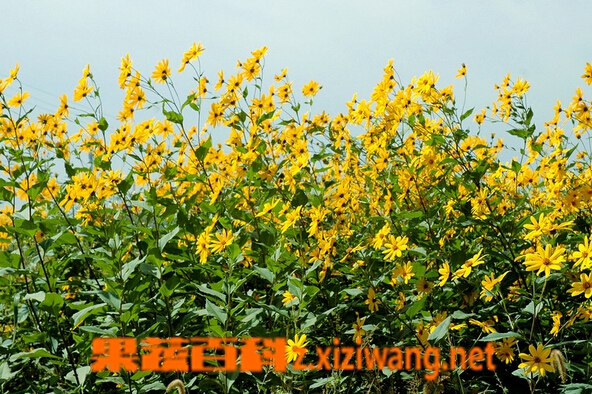 果蔬百科洋姜如何种植