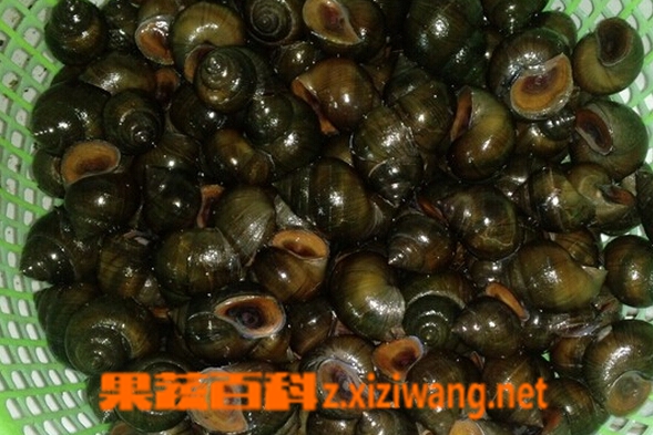 果蔬百科怎么清洗田螺