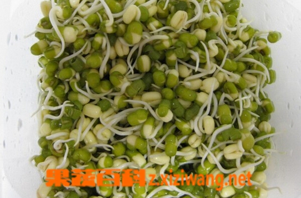 果蔬百科绿豆怎么发豆芽