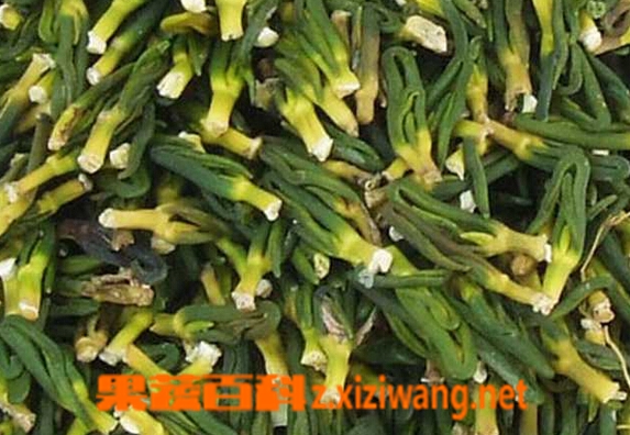 果蔬百科吃莲子心有什么好处