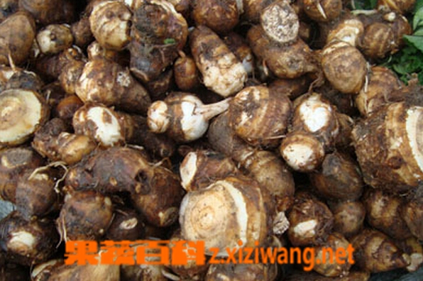 果蔬百科小芋头快速去皮妙招