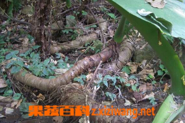 果蔬百科野芋头
