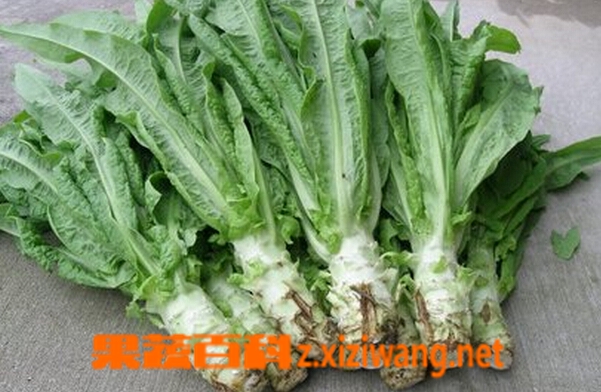 果蔬百科莴笋病害的防治