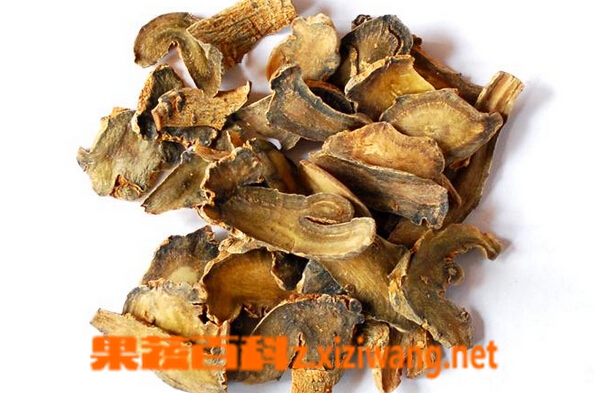 果蔬百科当归片可以泡水喝吗