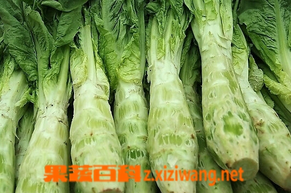 果蔬百科莴苣和莴笋的区别