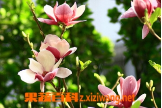中药辛夷花治鼻炎的疗效及副作用