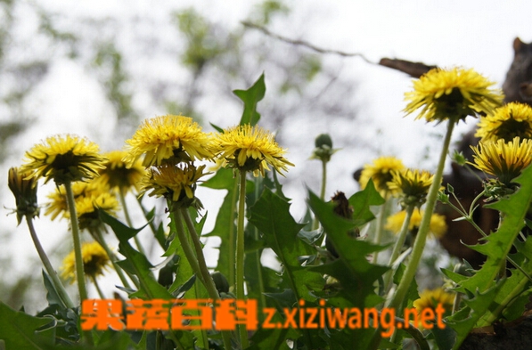 果蔬百科蒲公英