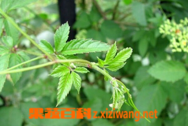 果蔬百科绞股蓝