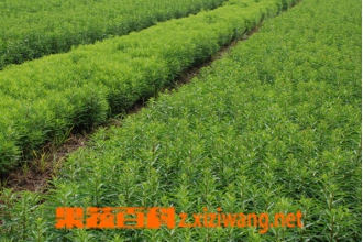 中药赶黄草的功效与作用
