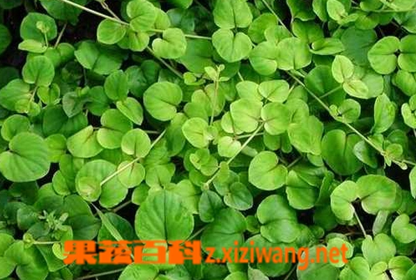 果蔬百科小金钱草