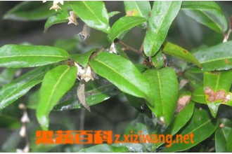 胡颓子叶的功效与作用 胡颓子叶的药用价值