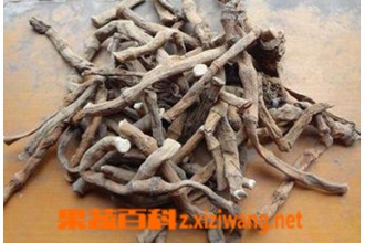 三白草根的功效与作用 三白草根的药用价值