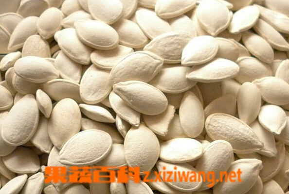 果蔬百科白南瓜子