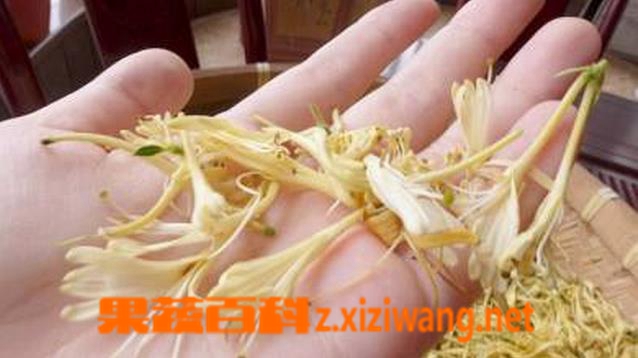 果蔬百科金银花的功效与作用及食用方法