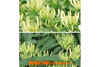 山银花与金银花的区别