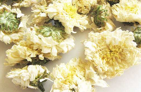 果蔬百科黄山贡菊