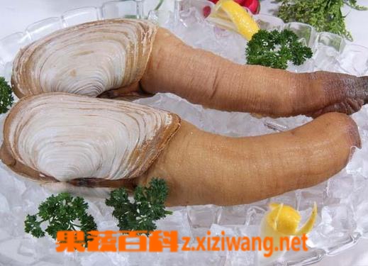 果蔬百科象拔蚌的营养价值及食用方法