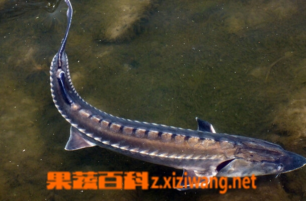 果蔬百科鲟鱼的功效与作用