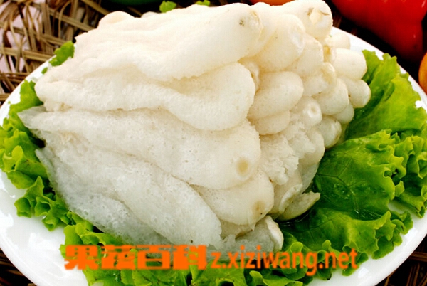 果蔬百科竹荪的功效与作用