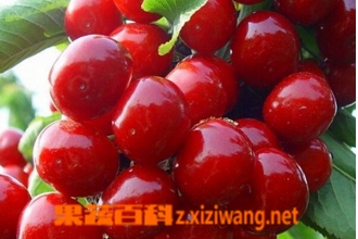 糖尿病能吃什么水果 常见低糖水果有哪些