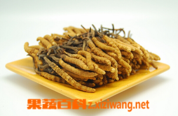 果蔬百科虫草的功效与作用