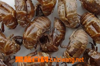 中药蝉蜕的功效与作用