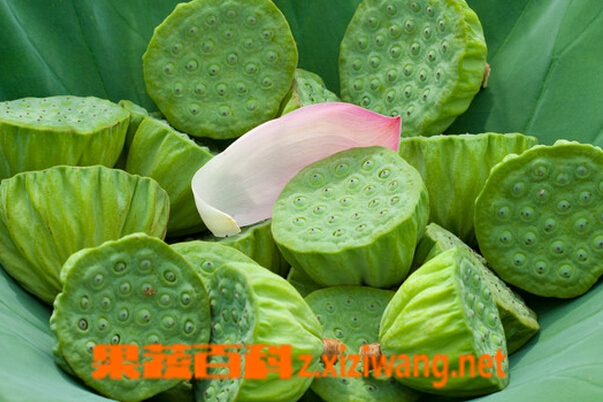 果蔬百科莲蓬怎么吃