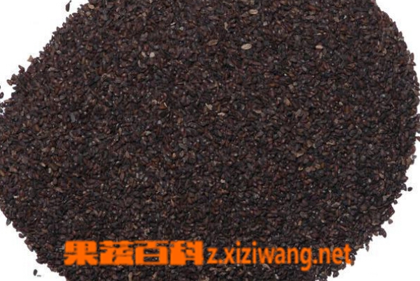 果蔬百科车前子的功效作用与禁忌